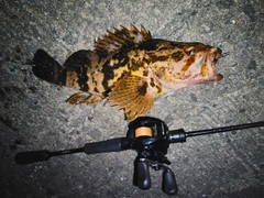 ベッコウゾイの釣果