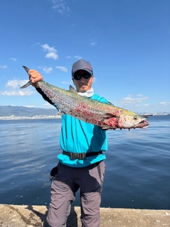 サワラの釣果