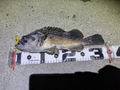 クロソイの釣果