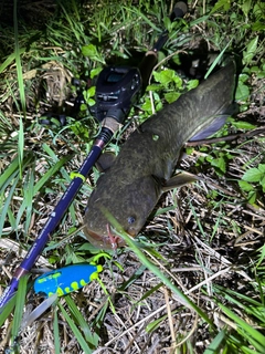 ナマズの釣果