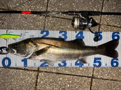 シーバスの釣果