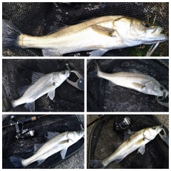 シーバスの釣果