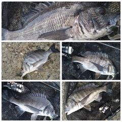 クロダイの釣果