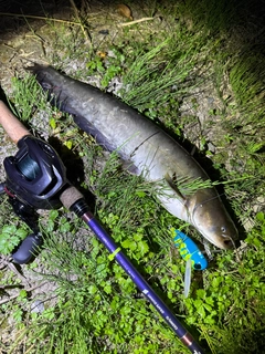 ナマズの釣果