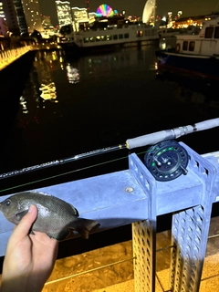 メジナの釣果
