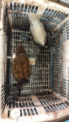 コウイカの釣果
