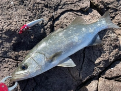 ヒラスズキの釣果