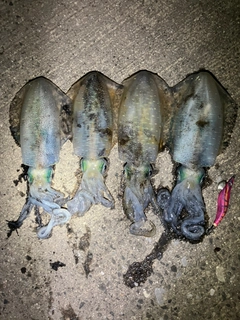 アオリイカの釣果
