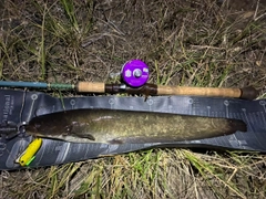 ナマズの釣果