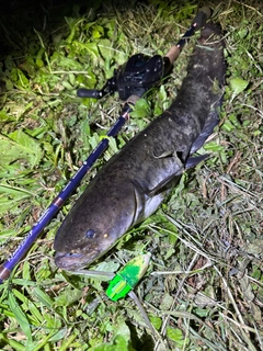 ナマズの釣果