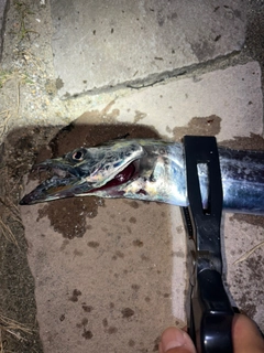 タチウオの釣果