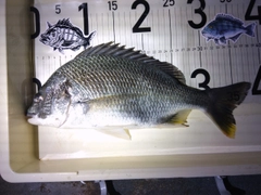 キビレの釣果