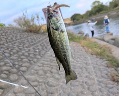 ブラックバスの釣果