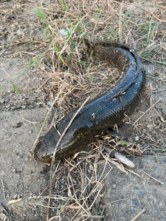 ライギョの釣果
