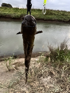 アメリカナマズの釣果
