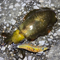 アオリイカの釣果