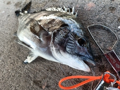 クロダイの釣果