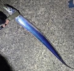タチウオの釣果