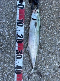 サゴシの釣果