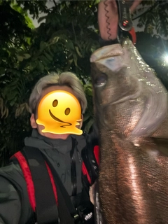スズキの釣果