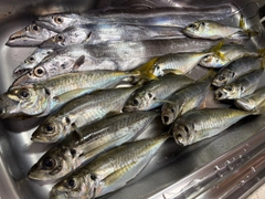 タチウオの釣果