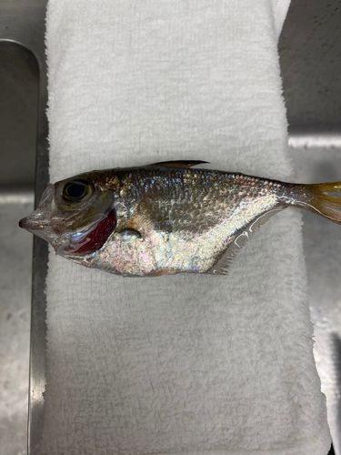 アングラーズ[ANGLERS] - 釣果や口コミで探せる魚釣り情報サイト