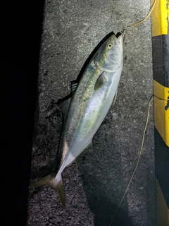 ワラサの釣果