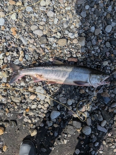アキアジの釣果
