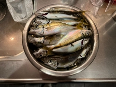 アジの釣果