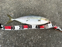 イナダの釣果