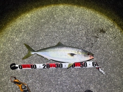 ワラサの釣果