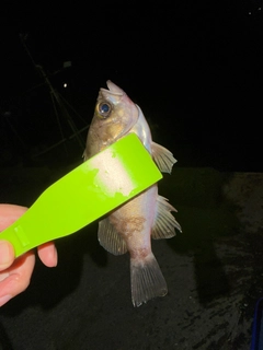 シロメバルの釣果