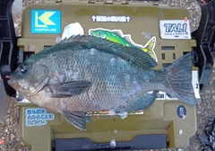 クチブトグレの釣果
