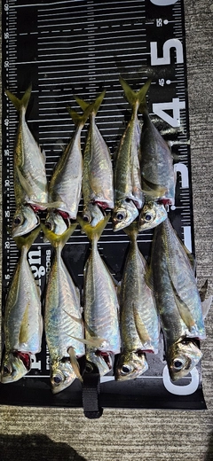 マアジの釣果