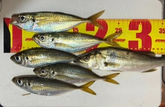 アジの釣果