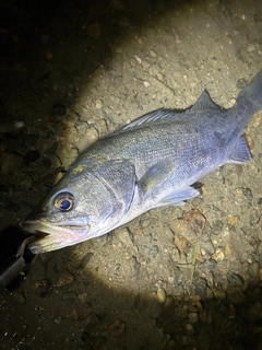 スズキの釣果