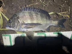 チヌの釣果