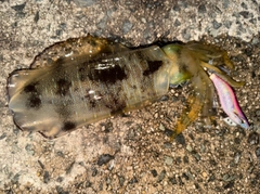 アオリイカの釣果