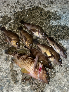 ムラソイの釣果