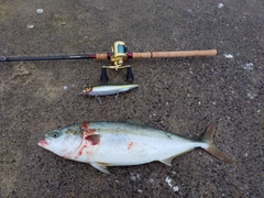 ワラサの釣果