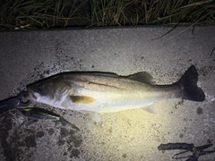 スズキの釣果