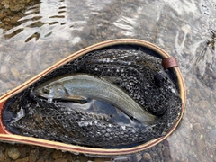ウグイの釣果