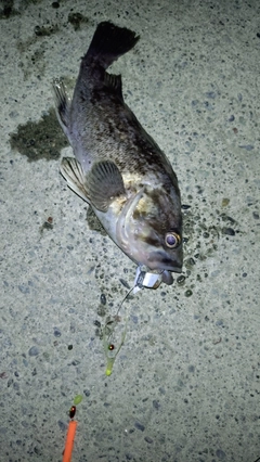 クロソイの釣果