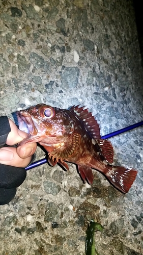 カサゴの釣果