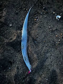 タチウオの釣果