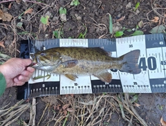 スモールマウスバスの釣果