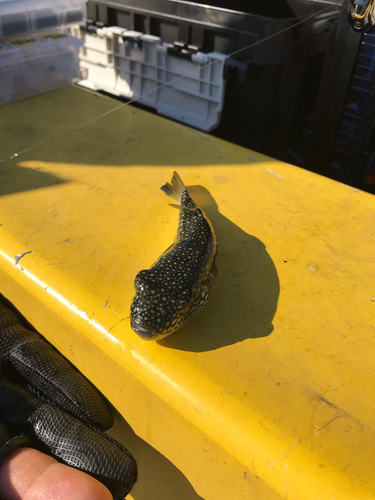 ショウサイフグの釣果