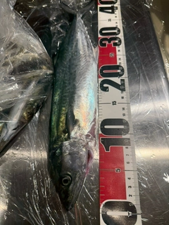サゴシの釣果