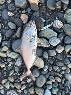 ショゴの釣果