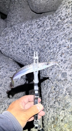 カマスの釣果